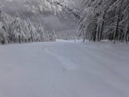 nel bosco