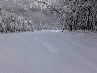 nel bosco