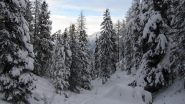 La magia del bosco innevato