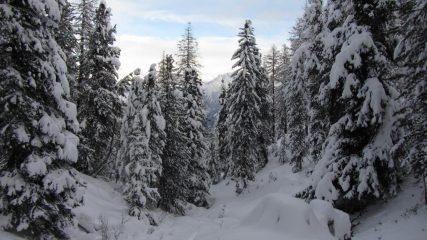 La magia del bosco innevato
