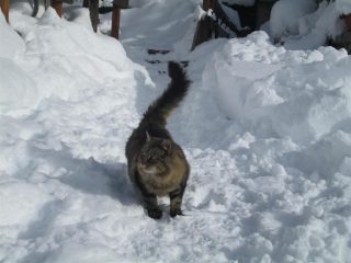 bellissimo gatto norvegese al rifugio