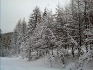 Tanta neve anche a pian gelassa