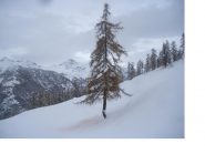 Pendii carichi di neve..