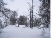 Il M.Portola altro non e' che un bosco rado..