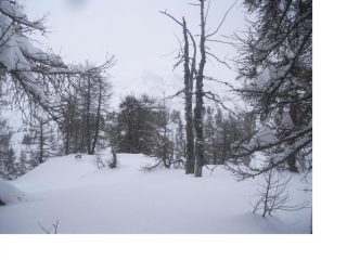 Il M.Portola altro non e' che un bosco rado..