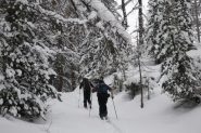 Nel bosco