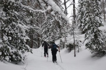 Nel bosco