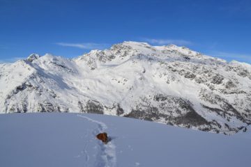 Zeus arranca nella neve non portante