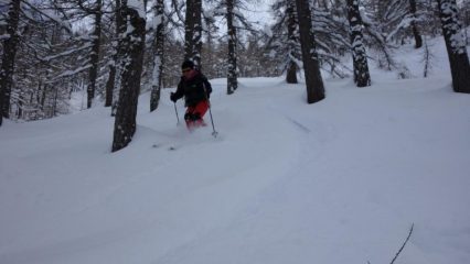 Bosco fitto