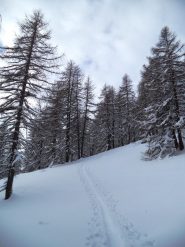 bell'ambiente nel bosco