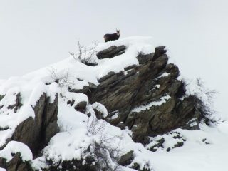 Il padrone di casa...