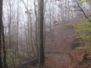 Salendo da Voltaggio lungo la mulattiera nel bosco