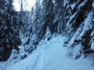 nel bosco  fiabesco...