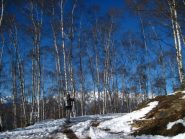 Nel bosco di betulle