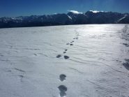 tracce di Volpe