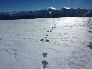tracce di Volpe