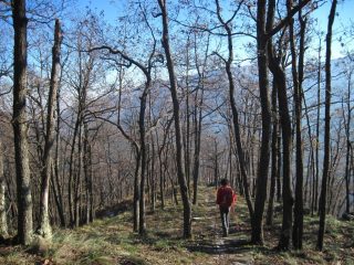 Scendendo nel bosco sotto Sant'Ignazio