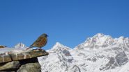 Passero solitario si gode il panorama...