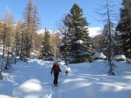 nel bel bosco di larici