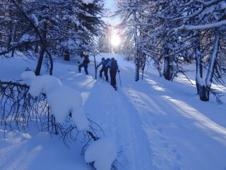 Nel Bosco la Sella  