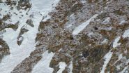 camosci sotto al monte del Diavolo
