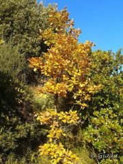 Colori autunali