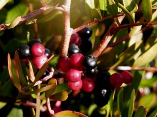 mirto