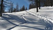 bella traccia nel bosco