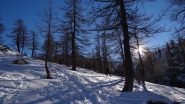 nel rado bosco