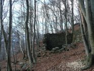 Salendo nella faggeta verso la dorsale