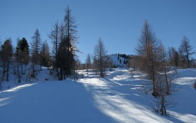 Farina 00