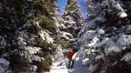 i folletti nel bosco