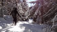 nel bosco oggi