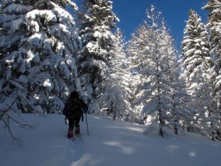 Il magico bosco di conifere prima del lago Arpy