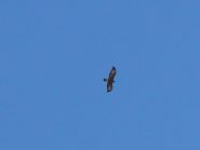 Aquila reale