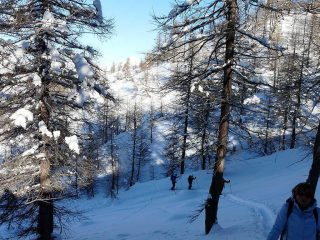magico bosco