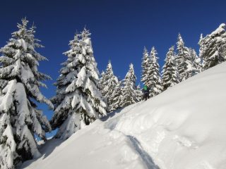Salendo tra abeti sovraccarichi