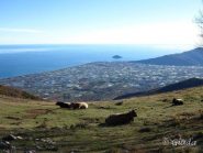 Mucche al pascolo con sfondo la Piana di Albenga