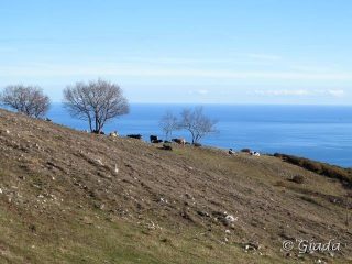 Mucche al pascolo sul percorso