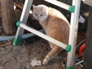 Membro della colonia felina, il più amichevole tra i mici