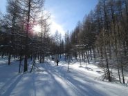 bellissimo tratto nel bosco