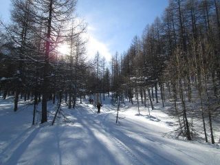 bellissimo tratto nel bosco