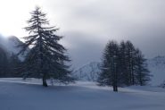 Incanto nel bosco