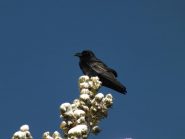 Oggi difficile volare anche per lui.....