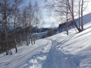 Traccia tra le betulle