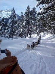 cani da slitta e neve sugli alberi come nel grande nord - foto S.T.
