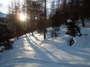 Nel bosco