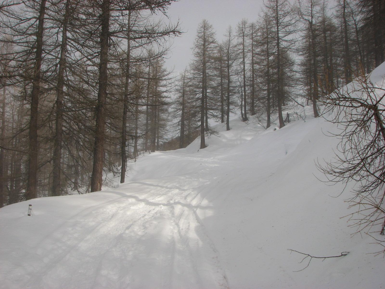 il tracciato nel bosco