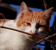 e i suoi gatti