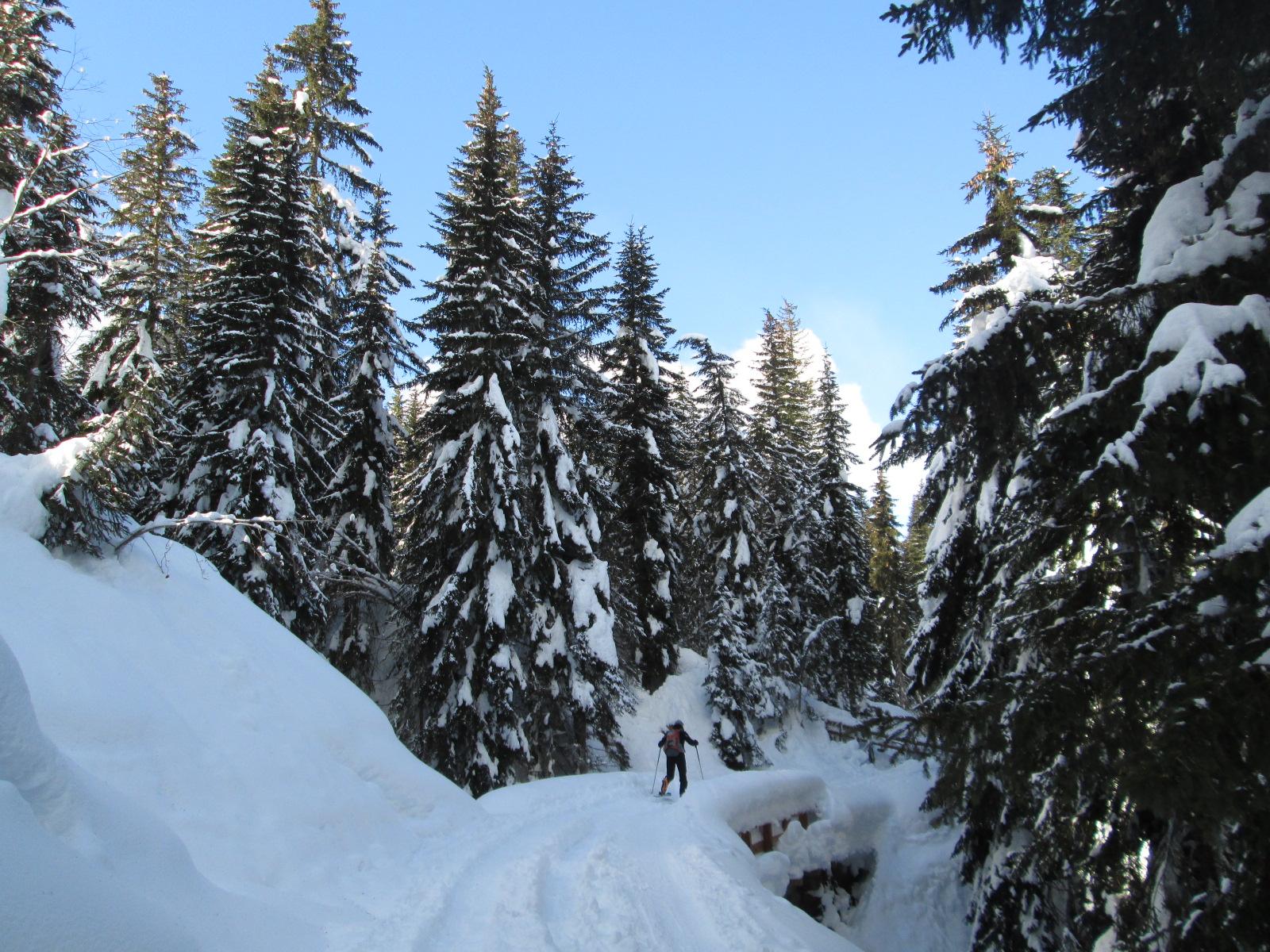 la stradina nel bosco